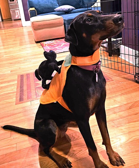 Entry image for Milli. Clicking this image will show a larger photo