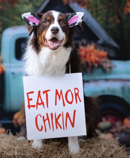 Entry image for Forrest (aka little dude) . Clicking this image will show a larger photo