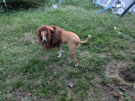 Entry image for Ziggy Marley (as a lion in our backyard savanna). Clicking this image will show a larger photo