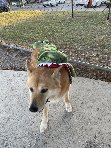 Entry image for Angel the Dragon . Clicking this image will show a larger photo