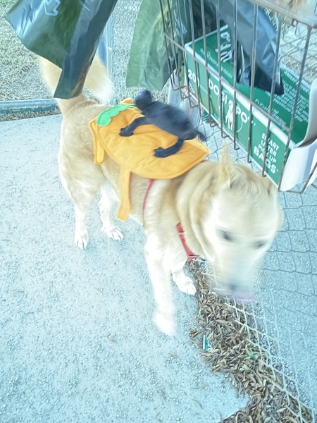 Entry image for Frederick, haunted by a cat . Clicking this image will show a larger photo