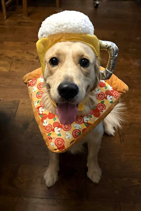 Entry image for Wally. Clicking this image will show a larger photo