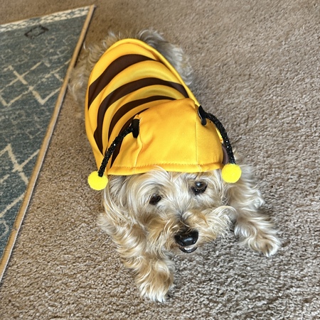 Entry image for Idgie. Clicking this image will show a larger photo