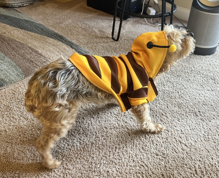 Entry image for Ruthie. Clicking this image will show a larger photo