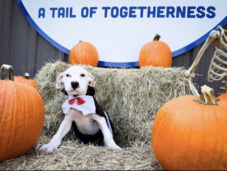 Entry image for Doc. Clicking this image will show a larger photo