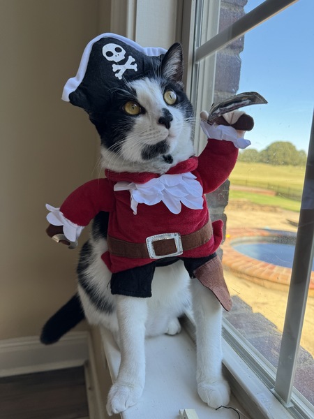 Entry image for Chester the Purr-ate. Clicking this image will show a larger photo