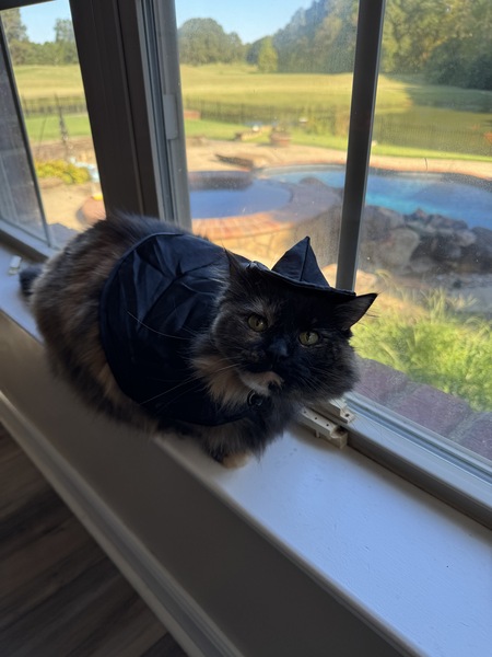 Entry image for Masha the Sassy Witch. Clicking this image will show a larger photo