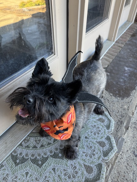 Entry image for Scotch the Batty  . Clicking this image will show a larger photo