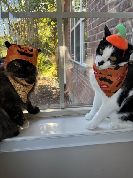 Entry image for The Scariest Pumpkin Patch. Clicking this image will show a larger photo