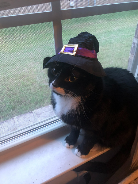 Entry image for Stassi, aka Hocus Pocus & Hissy Focus. Clicking this image will show a larger photo