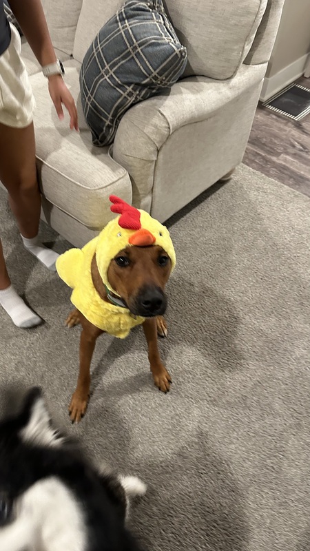 Entry image for Freddie. Clicking this image will show a larger photo