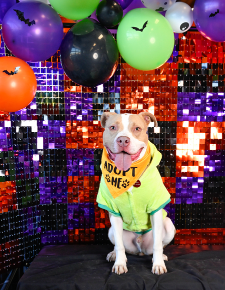 Entry image for Simba. Clicking this image will show a larger photo