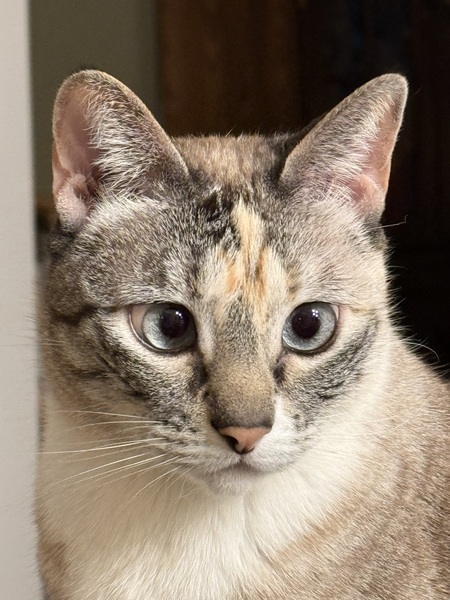 Coqui