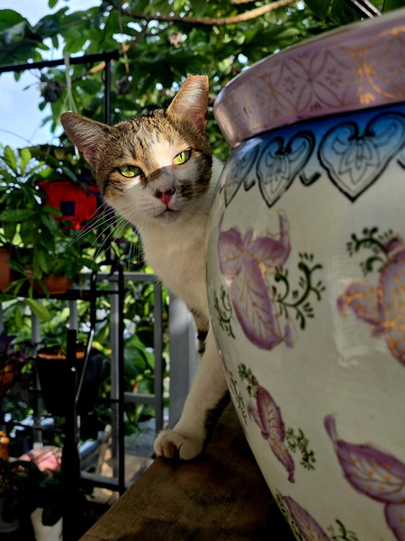 Cataño