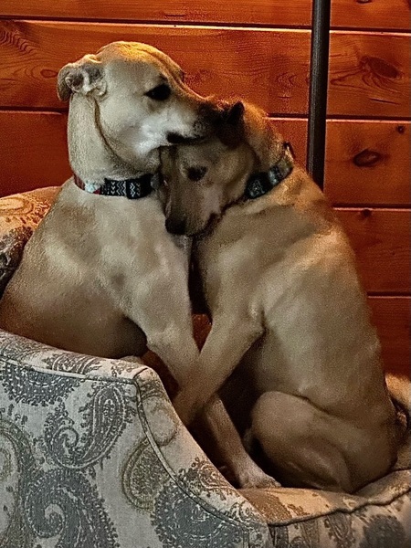 Rubio & Beans