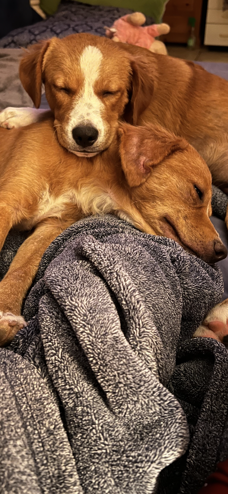 Sandy & Teddy