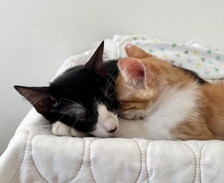 Cleo and Cooper