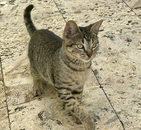 Rico
