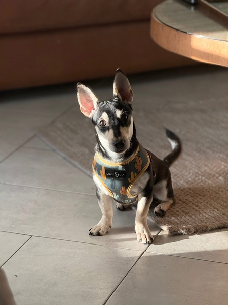 Hachi