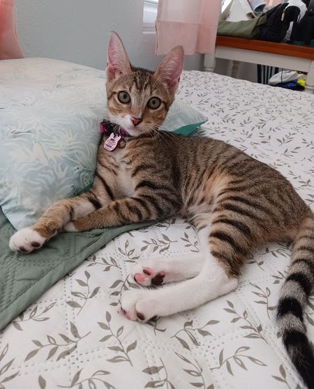 Tangi