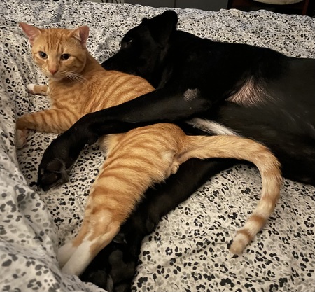 Sancho & Queso