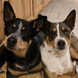 Entry image for Quinn & Atlas