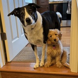 Entry image for Mollie & Skye