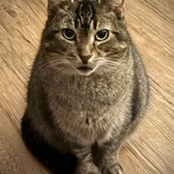 Entry image for Hemilia  “Hemi”