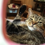 Entry image for Tigger