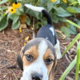 Entry image for Miles 