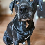 Entry image for Stella