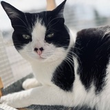 Entry image for Marcel