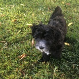 Entry image for Oreo