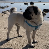 Entry image for Buddy