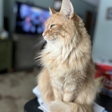 Entry image for Clementine 