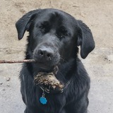 Entry image for Yami