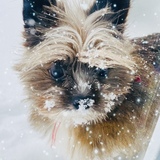 Entry image for Puck