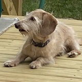 Entry image for Sofie