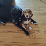 Entry image for Loki and Bo 