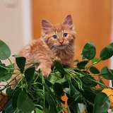 Entry image for Mango