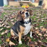 Entry image for Sophie