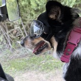 Entry image for Daisy