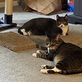 Entry image for Walter & Peanut