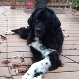 Entry image for Leia