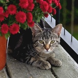 Entry image for Lucy