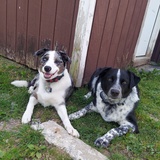 Entry image for Pudgy and Bear