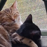 Entry image for Tigger and KaRoo 