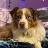 Entry image for Willow