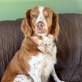 Entry image for Sage