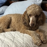 Entry image for Brodie